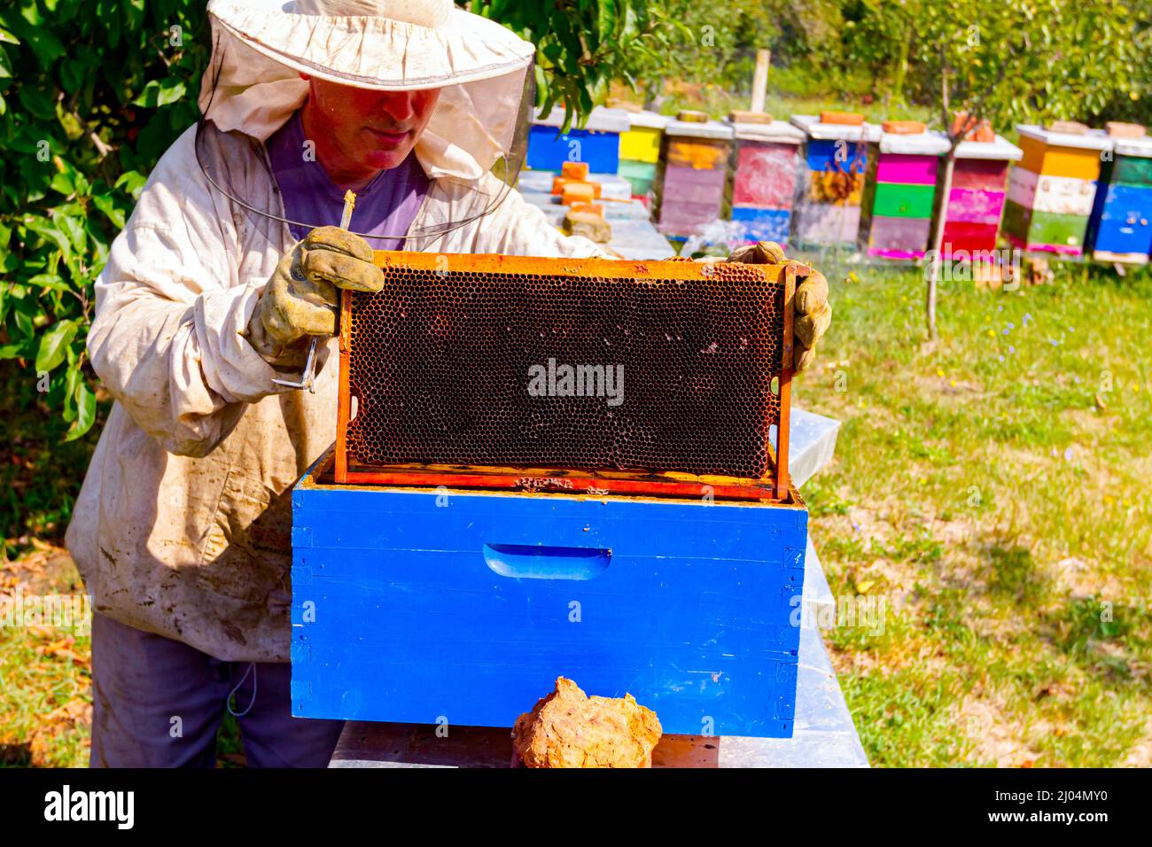 Beekeeper is controlling situation in lined wooden colorful beehives
