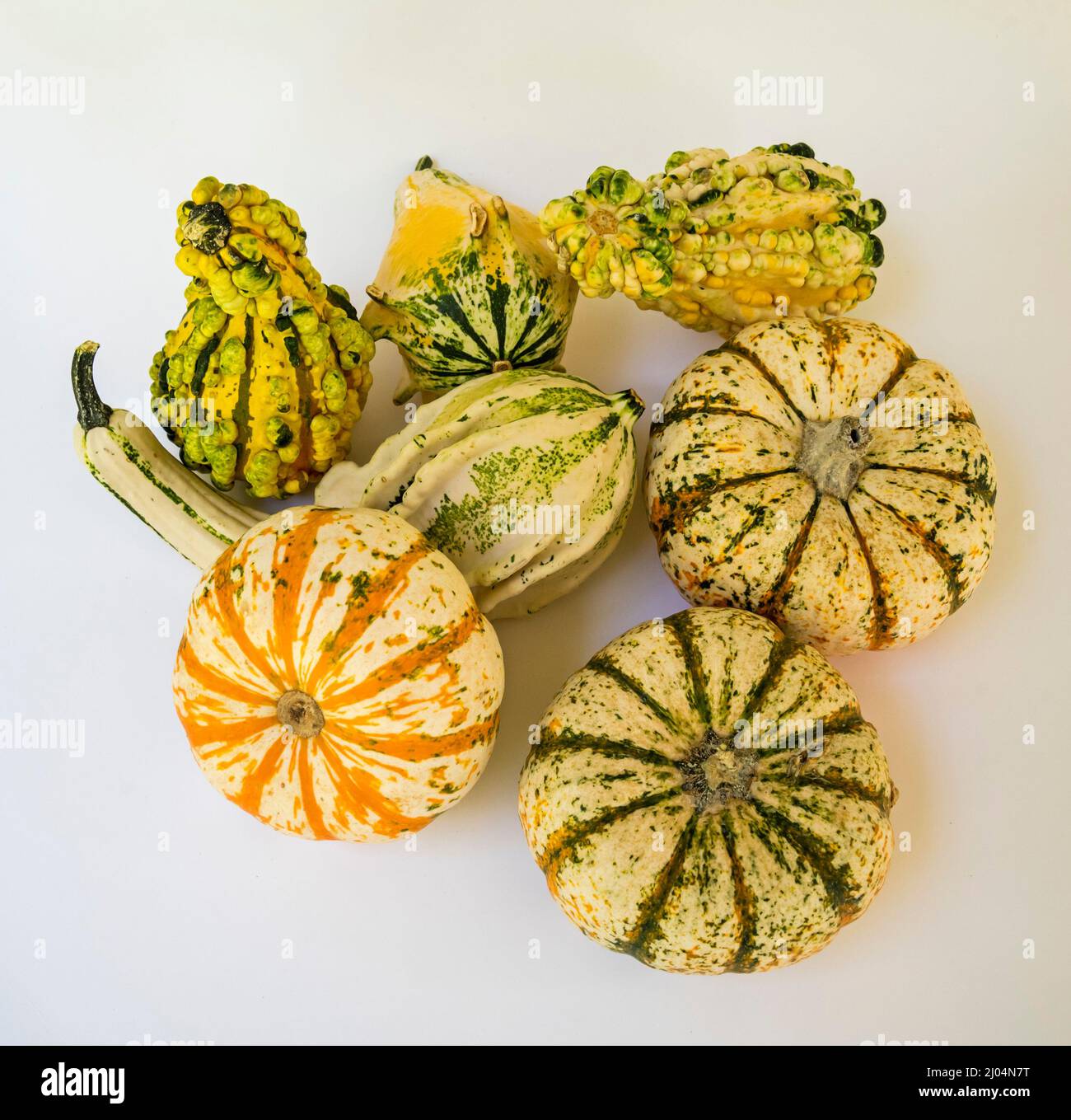 Ornamental and decorative gourds are unusually and beautifully formed