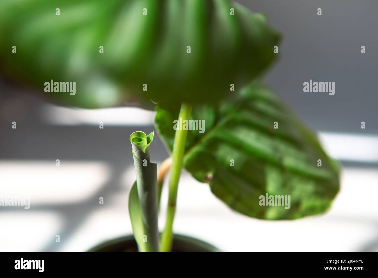 Sprout Calathea Orbifolia unfolds green leaf close-up on the windowsill in  bright sunlight with shadows. Potted house plants, green home decor, care a  Stock Photo - Alamy