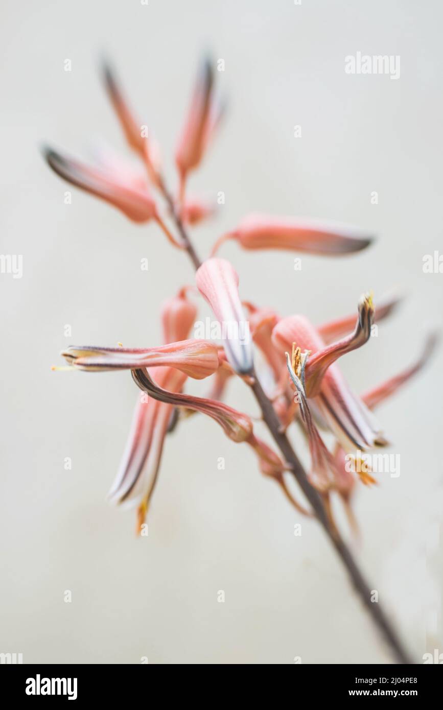 Blooming Pink Red Succulent Plant Stock Photo