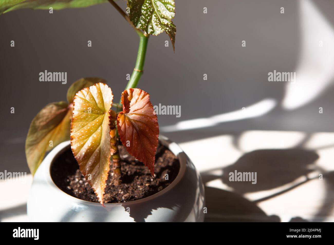 Coral begonia Corallina, silver-spotted argentea-guttata close-up in bright sunlight with shadows. Potted house plants, home decor, care and cultivati Stock Photo