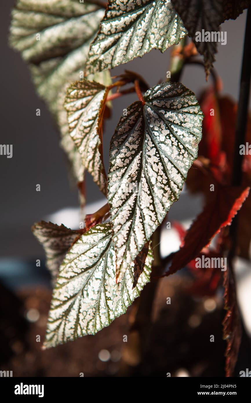 Coral begonia Corallina, silver-spotted argentea-guttata close-up in bright sunlight with shadows. Potted house plants, home decor, care and cultivati Stock Photo