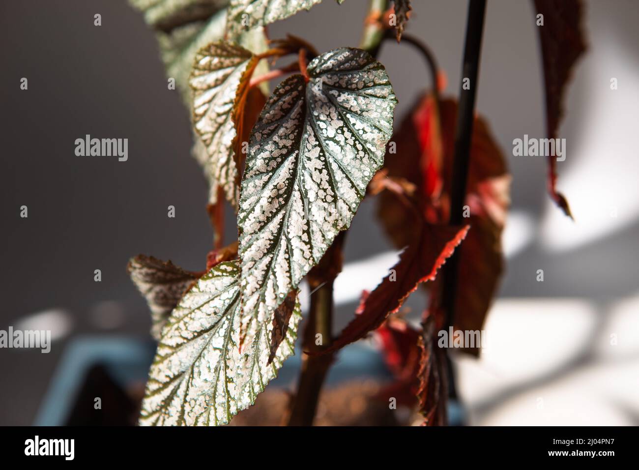 Coral begonia Corallina, silver-spotted argentea-guttata close-up in bright sunlight with shadows. Potted house plants, home decor, care and cultivati Stock Photo