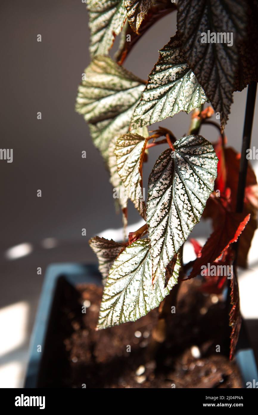 Coral begonia Corallina, silver-spotted argentea-guttata close-up in bright sunlight with shadows. Potted house plants, home decor, care and cultivati Stock Photo