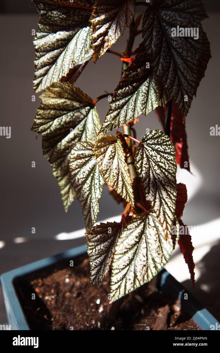 Coral begonia Corallina, silver-spotted argentea-guttata close-up in bright sunlight with shadows. Potted house plants, home decor, care and cultivati Stock Photo