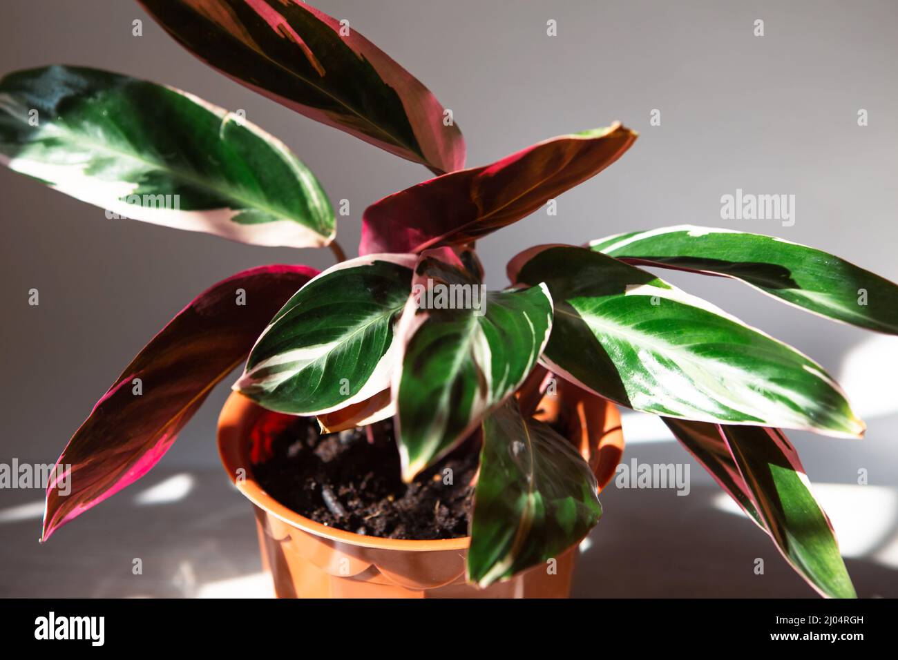 Blood-red stromanta - Stromanthe Triostar Tricolor variety close-up leaf on the windowsill in bright sunlight with shadows. Potted house plants, green Stock Photo