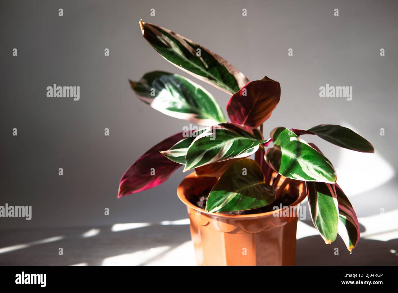 Blood-red stromanta - Stromanthe Triostar Tricolor variety close-up leaf on the windowsill in bright sunlight with shadows. Potted house plants, green Stock Photo