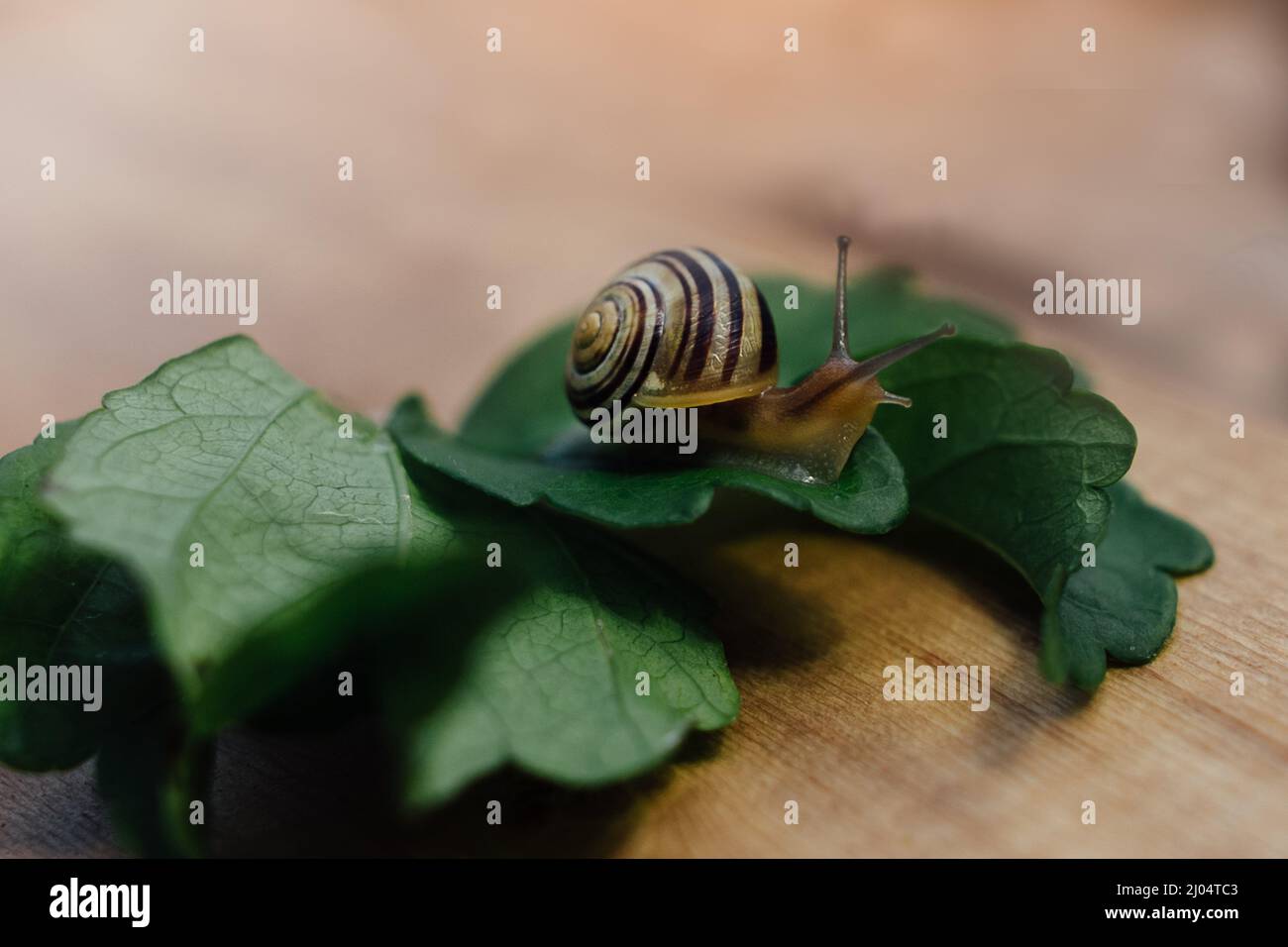 Snail sitting on a leaf Stock Photo