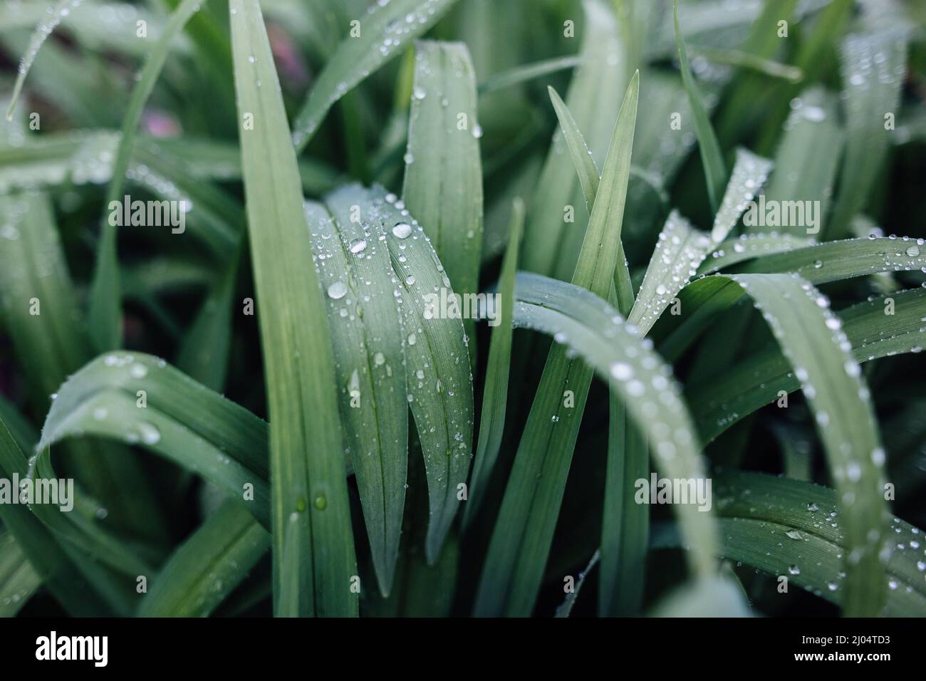 Thick blades of grass with drops of rain on them Stock Photo