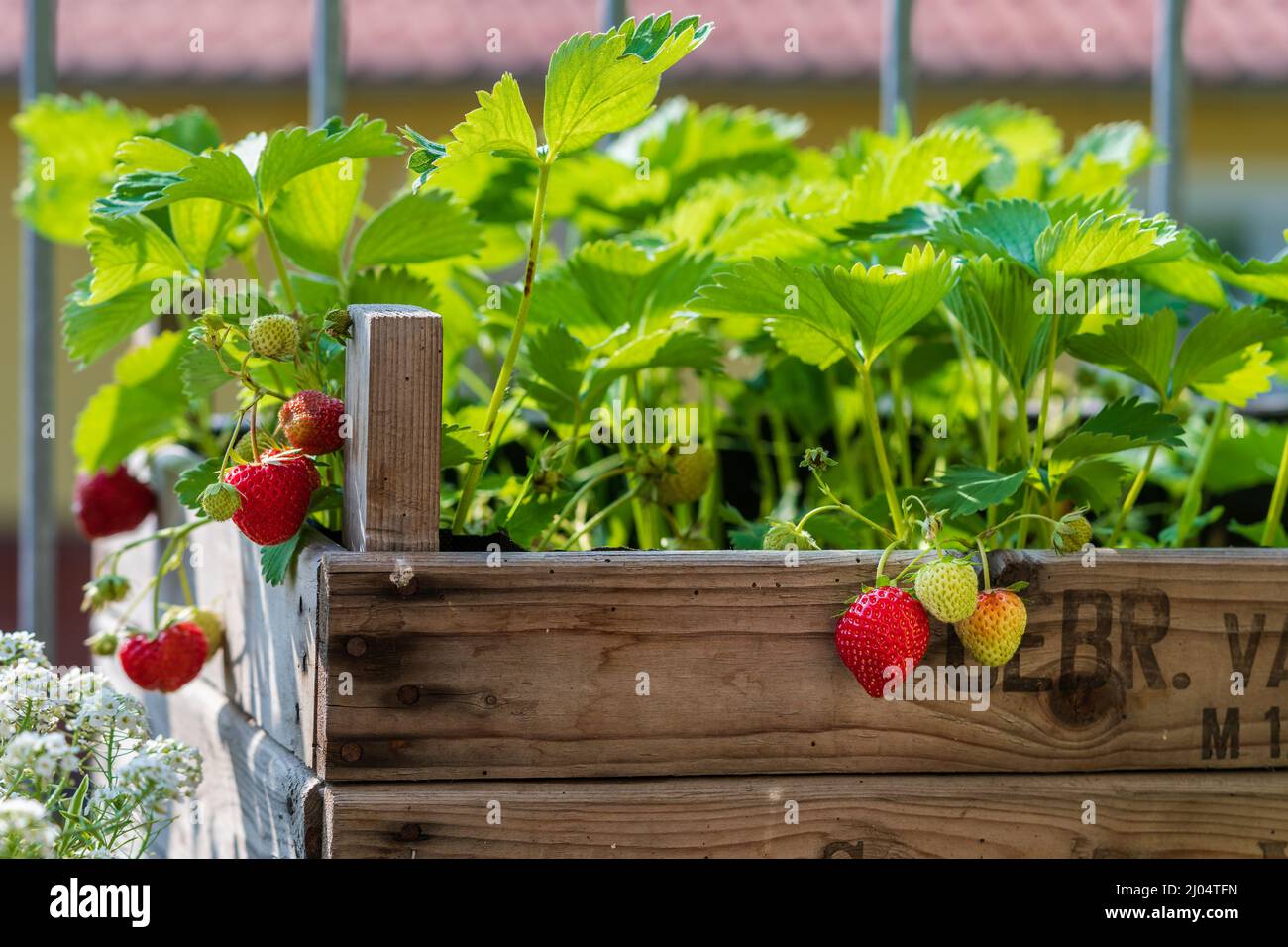 Fresh ripe strawberries grow in a homemade raised bed made from old fruit boxes on a sunny day. Organic urban gardening as a sustainable hobby. Stock Photo