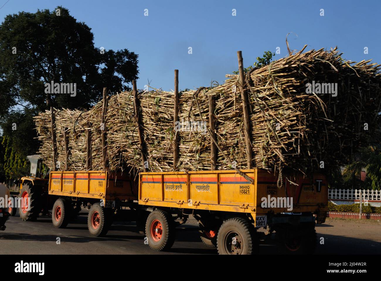 Sangli, Maharashtra; India Dec 09,2006 After harvest Sugarcane or