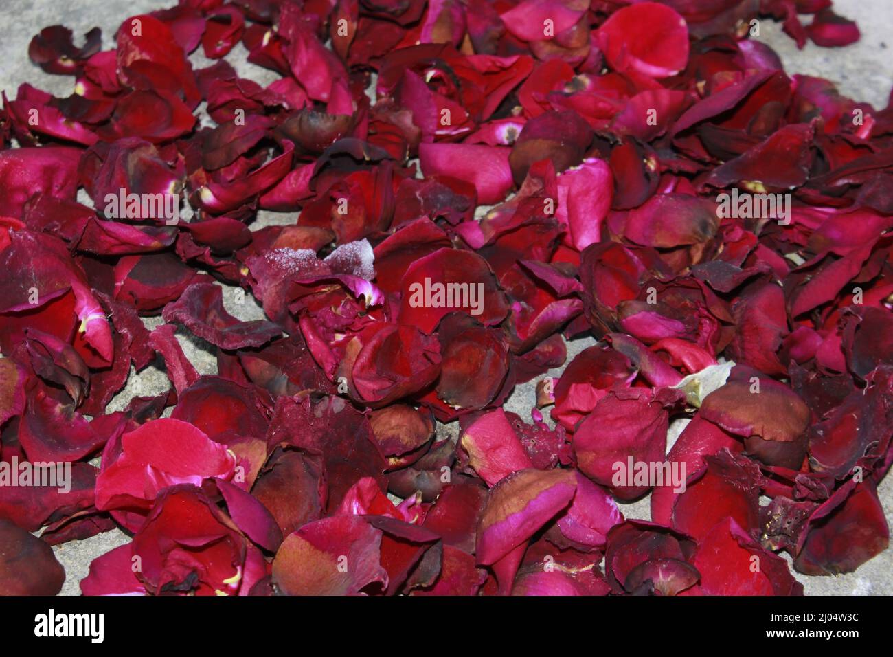 Dark red dried rose fragrant petals close up, Dark red dried rose flower on dry fragrant petals soft background. Stock Photo