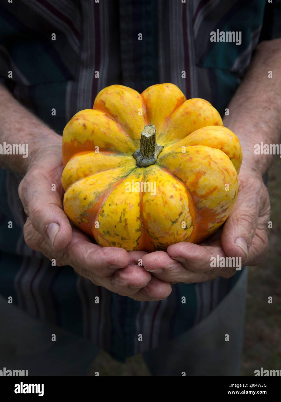 Ornamental and decorative gourds are unusually and beautifully formed members of the gourd