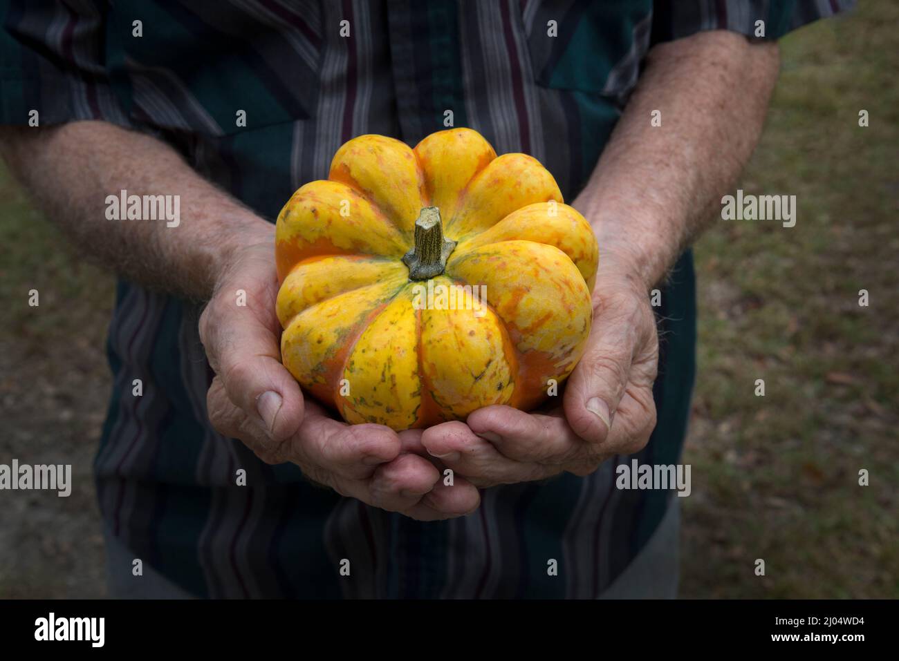 Ornamental and decorative gourds are unusually and beautifully formed