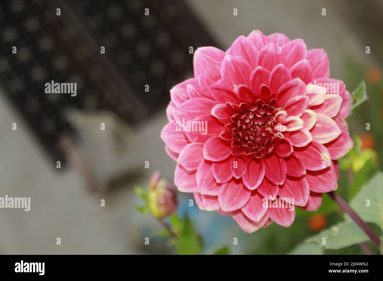 Pink dahlia flower hi-res stock photography and images - Alamy