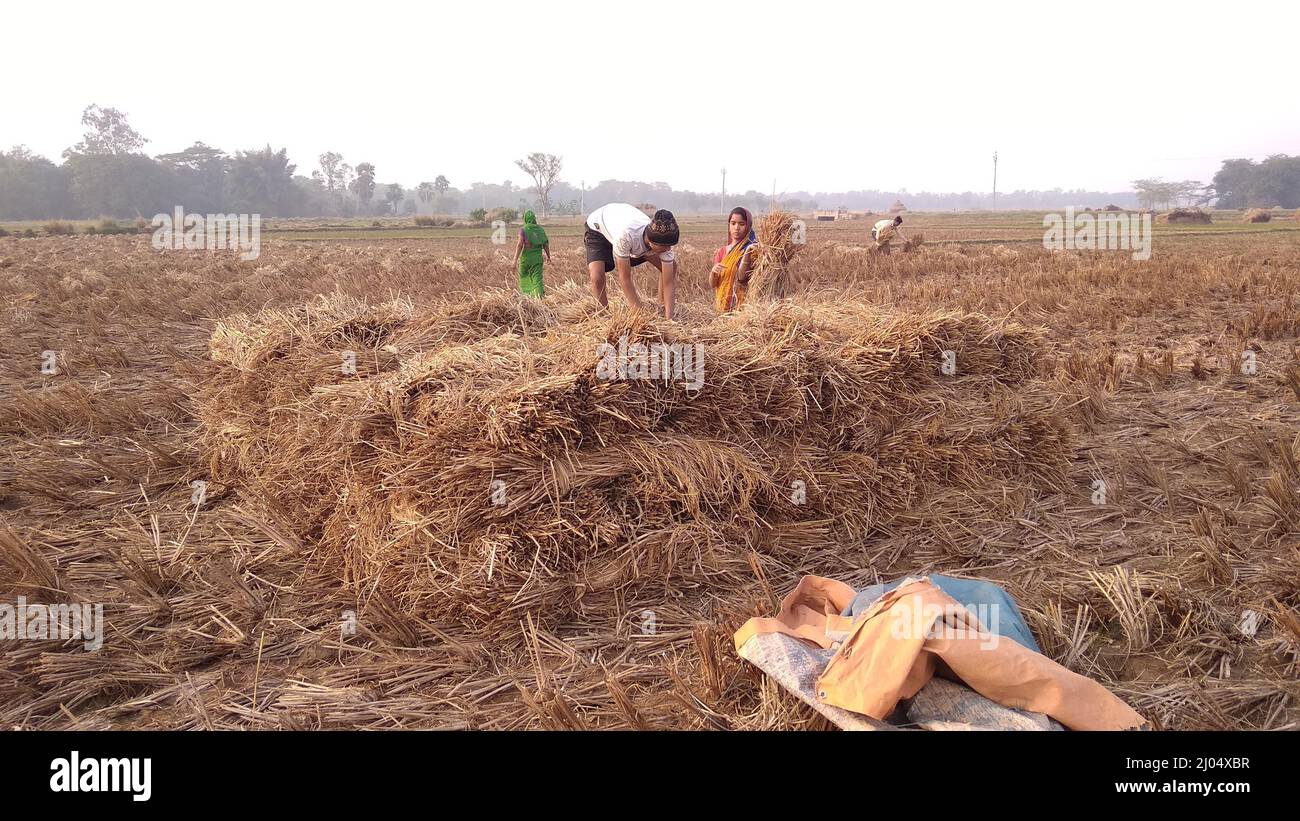 21 Dec 2019: Indian farmers/labourers working paddy field, Bhadrak ,Odisha, India Stock Photo