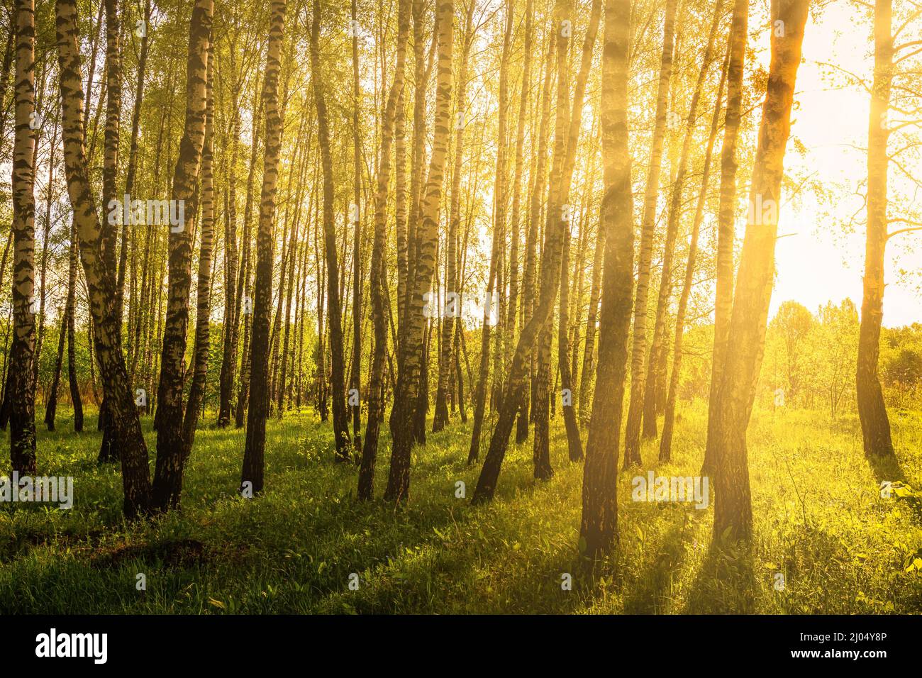 Sun rays cutting through birch trunks in a grove at sunset or sunrise ...