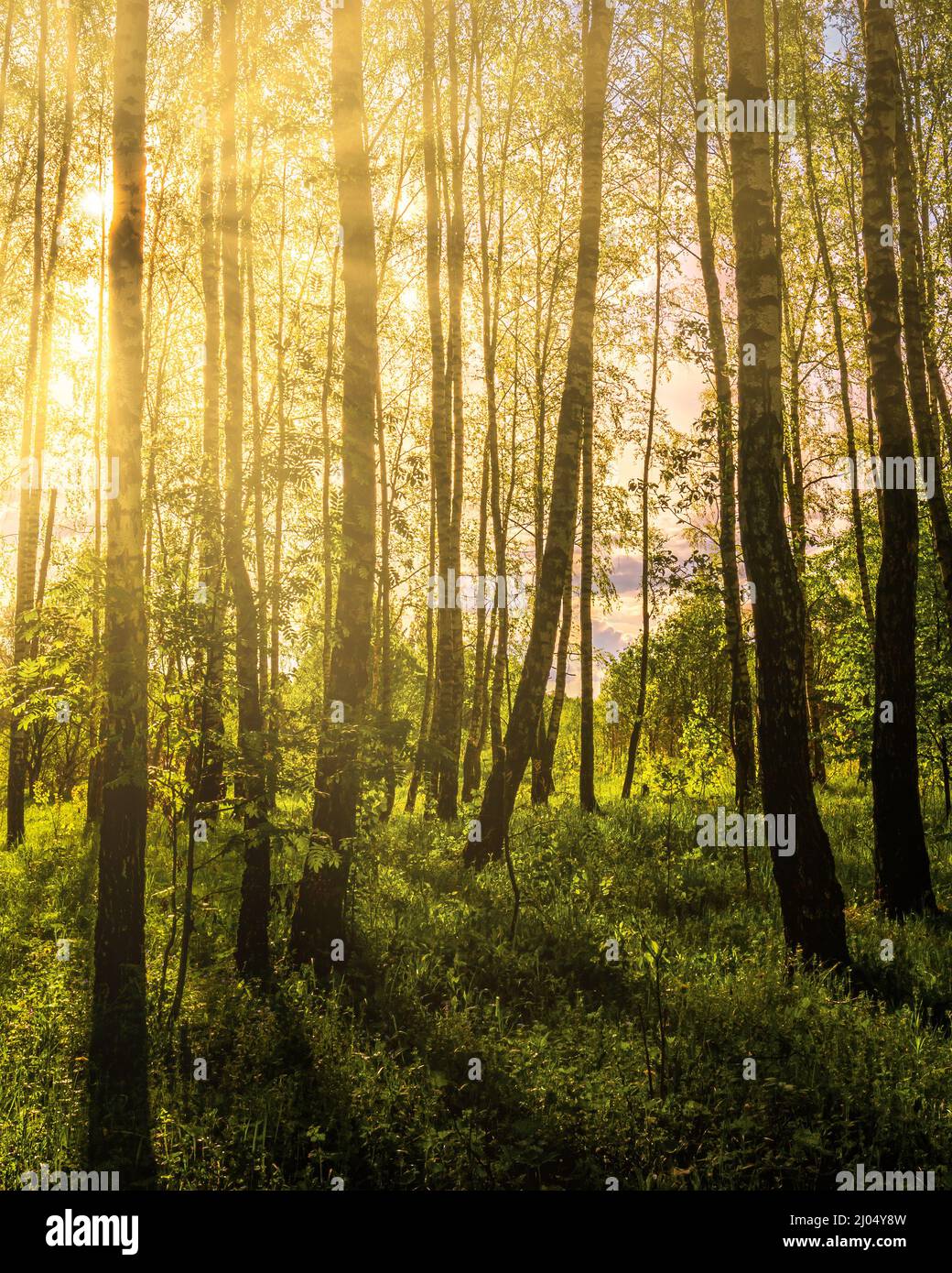 Sun rays cutting through birch trunks in a grove at sunset or sunrise ...
