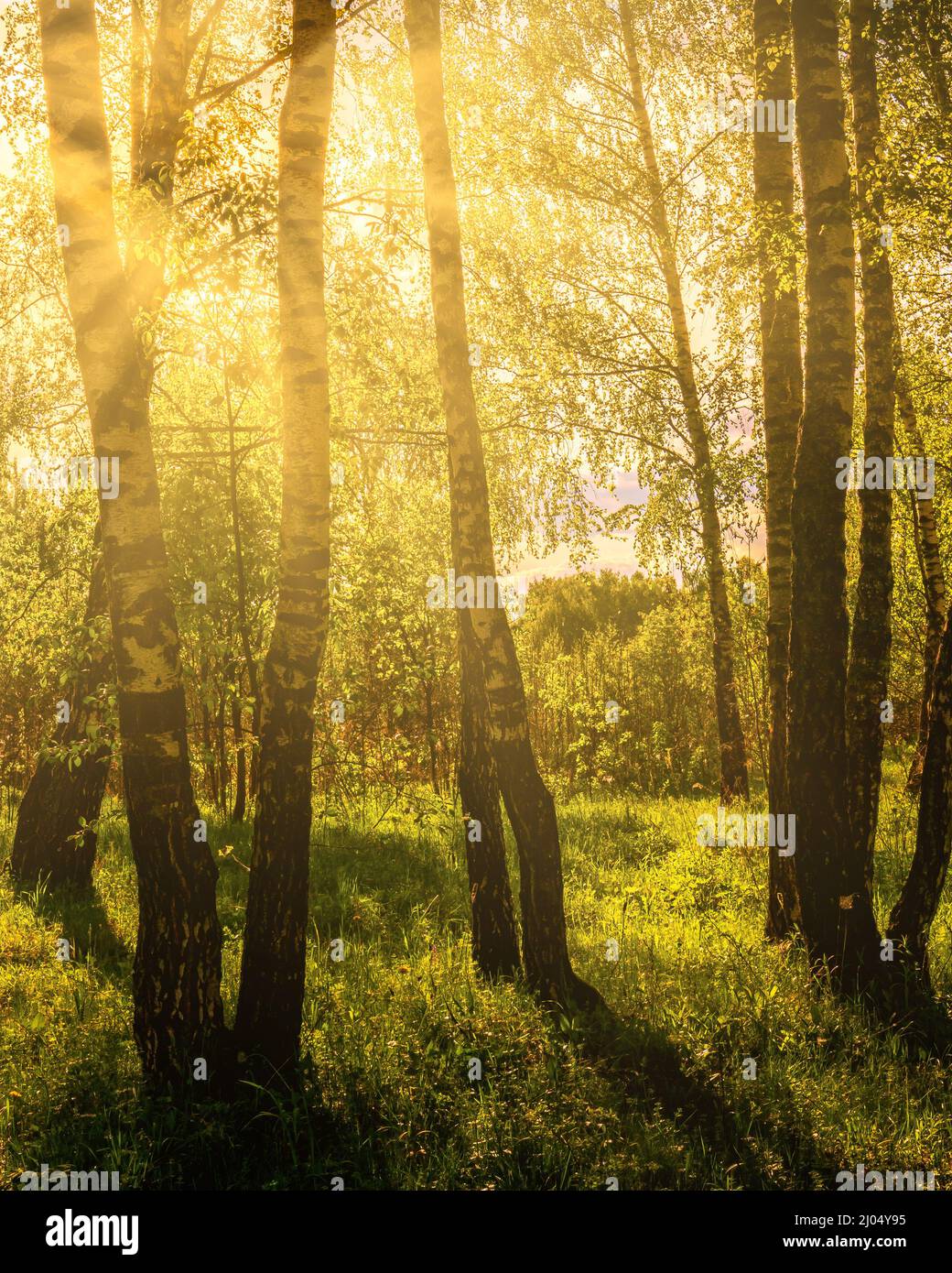 Sun rays cutting through birch trunks in a grove at sunset or sunrise ...