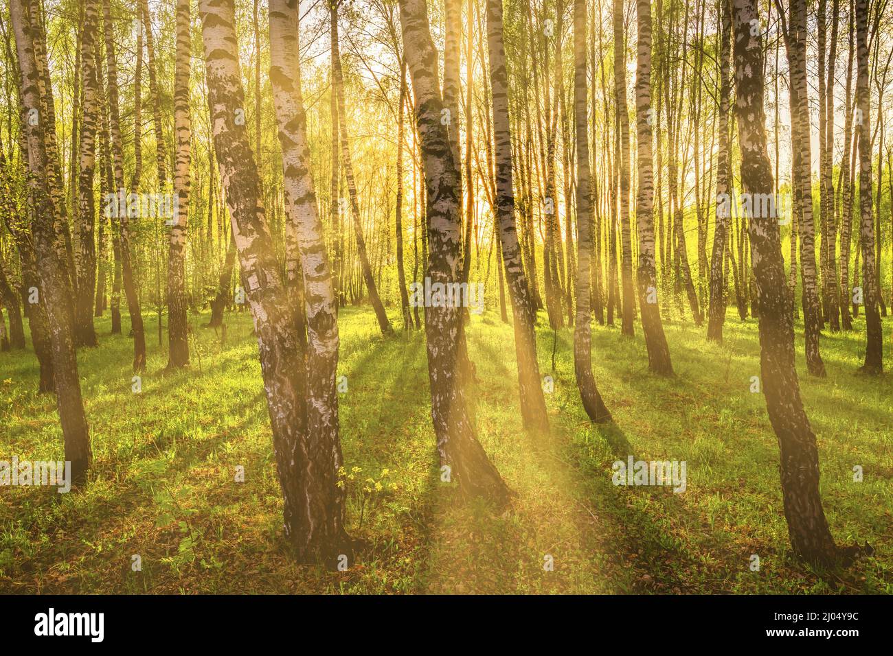 Sun rays cutting through birch trunks in a grove at sunset or sunrise ...