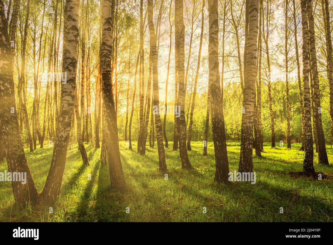 Sun rays cutting through birch trunks in a grove at sunset or sunrise ...