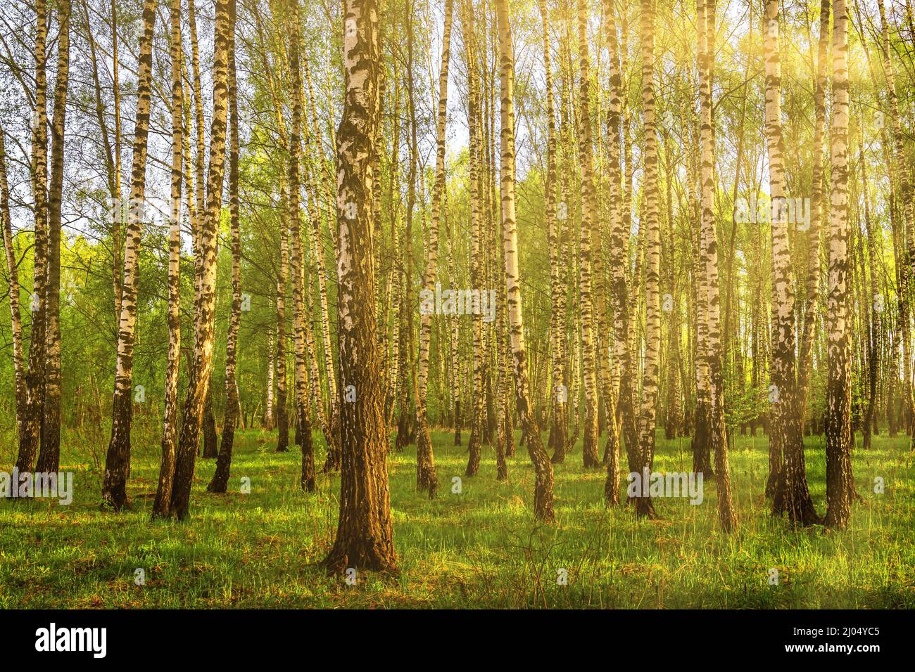 Sun rays cutting through birch trunks in a grove at sunset or sunrise ...