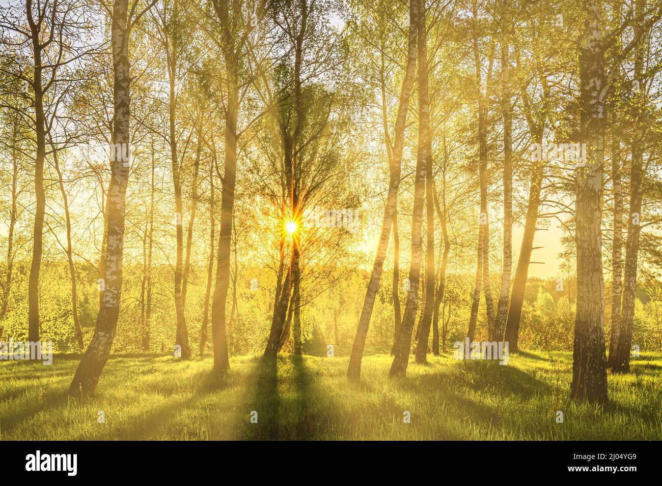 Sun rays cutting through birch trunks in a grove at sunset or sunrise ...