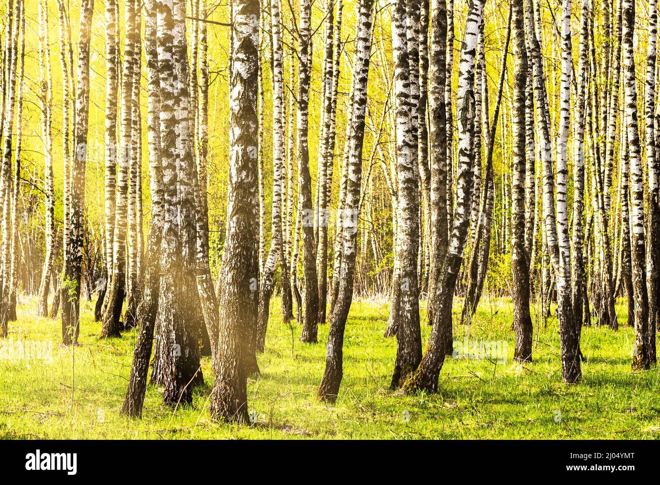 Sun rays cutting through birch trunks in a grove at sunset or sunrise ...
