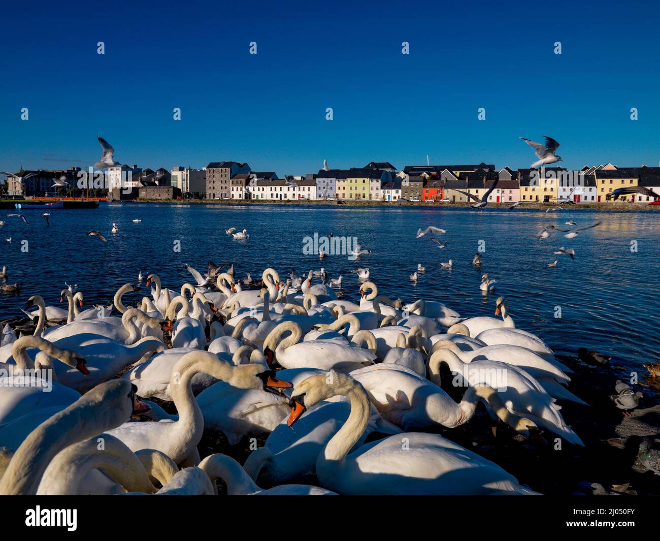 Swans gather on the banks of the River Corrib opposite the Claddagh in ...