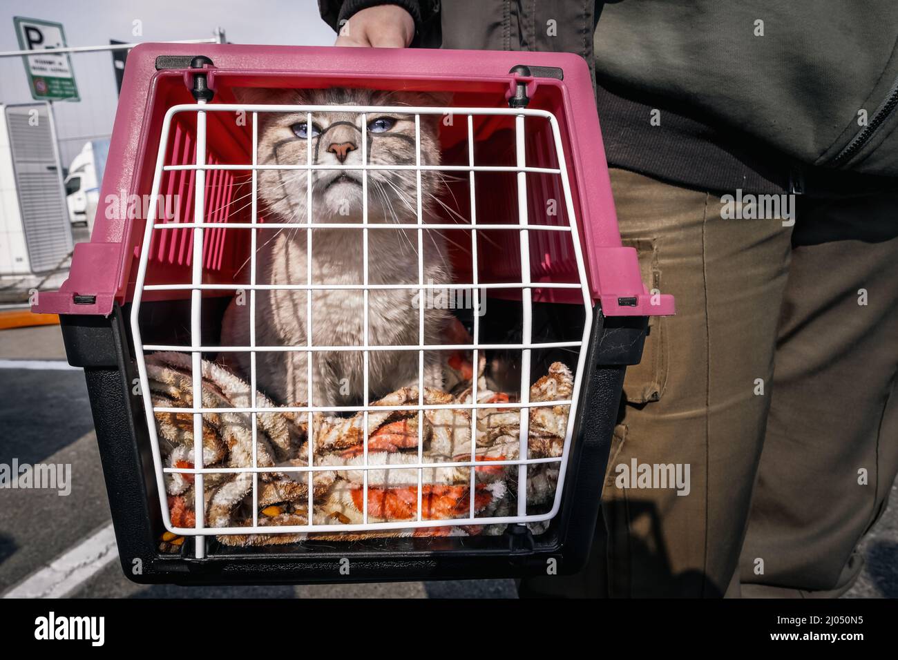 POLAND/UKRAINE BORDER - MARCH 05 - Cat that arrived with refugees from Ukraine who crossed Ukrainian-Polish border. Stock Photo