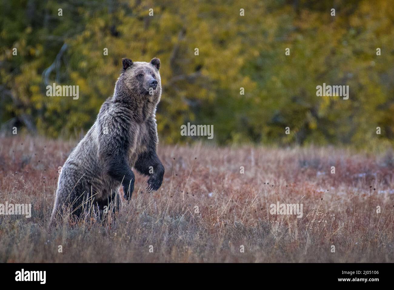 Grizzly bear (female) near Pebble Creek in Grand Teton National Park, Wyoming, USA. Stock Photo