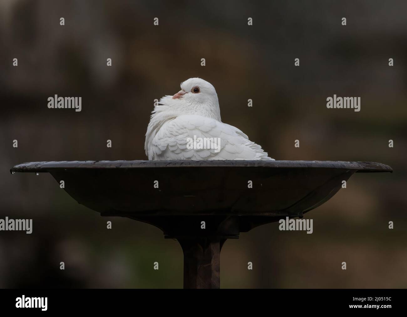 Just a fabulous white dove taking a bath . Suffolk, UK Stock Photo