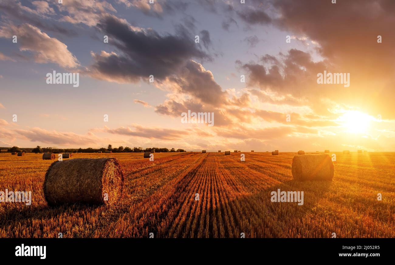 A field with golden haystacks with a cloudy sky at sunset or sunrise ...