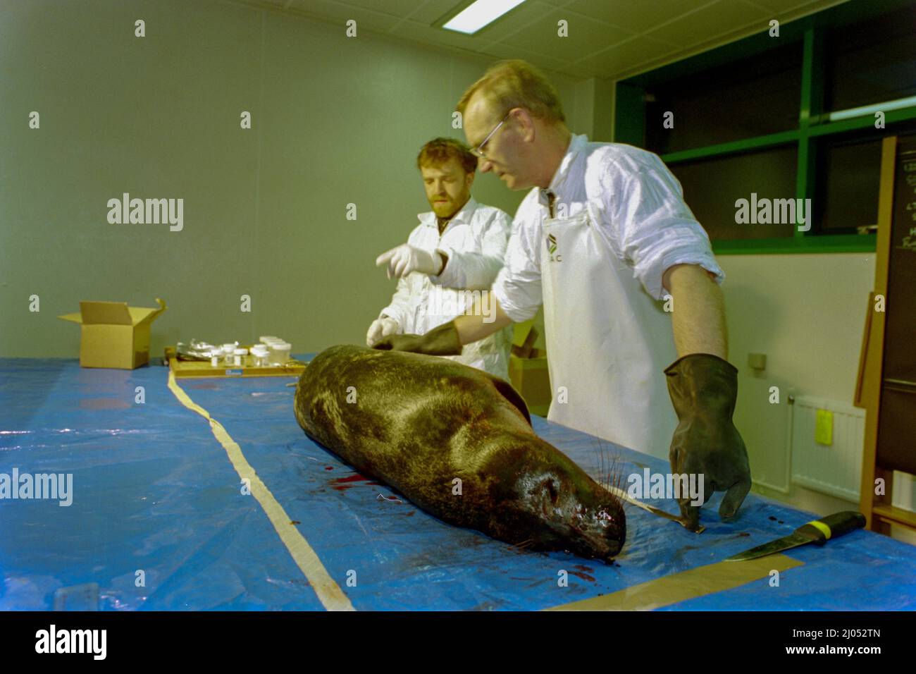 Seal autopsy - The time of the Braer oil disaster, in , Scotland, January 1993. Stock Photo