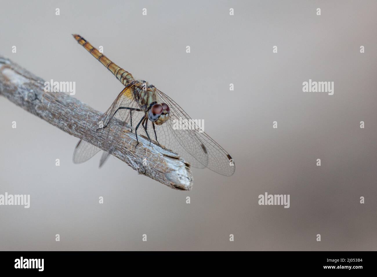 Shallow focus of a Violet dropwing insect on a tree branch Stock Photo ...