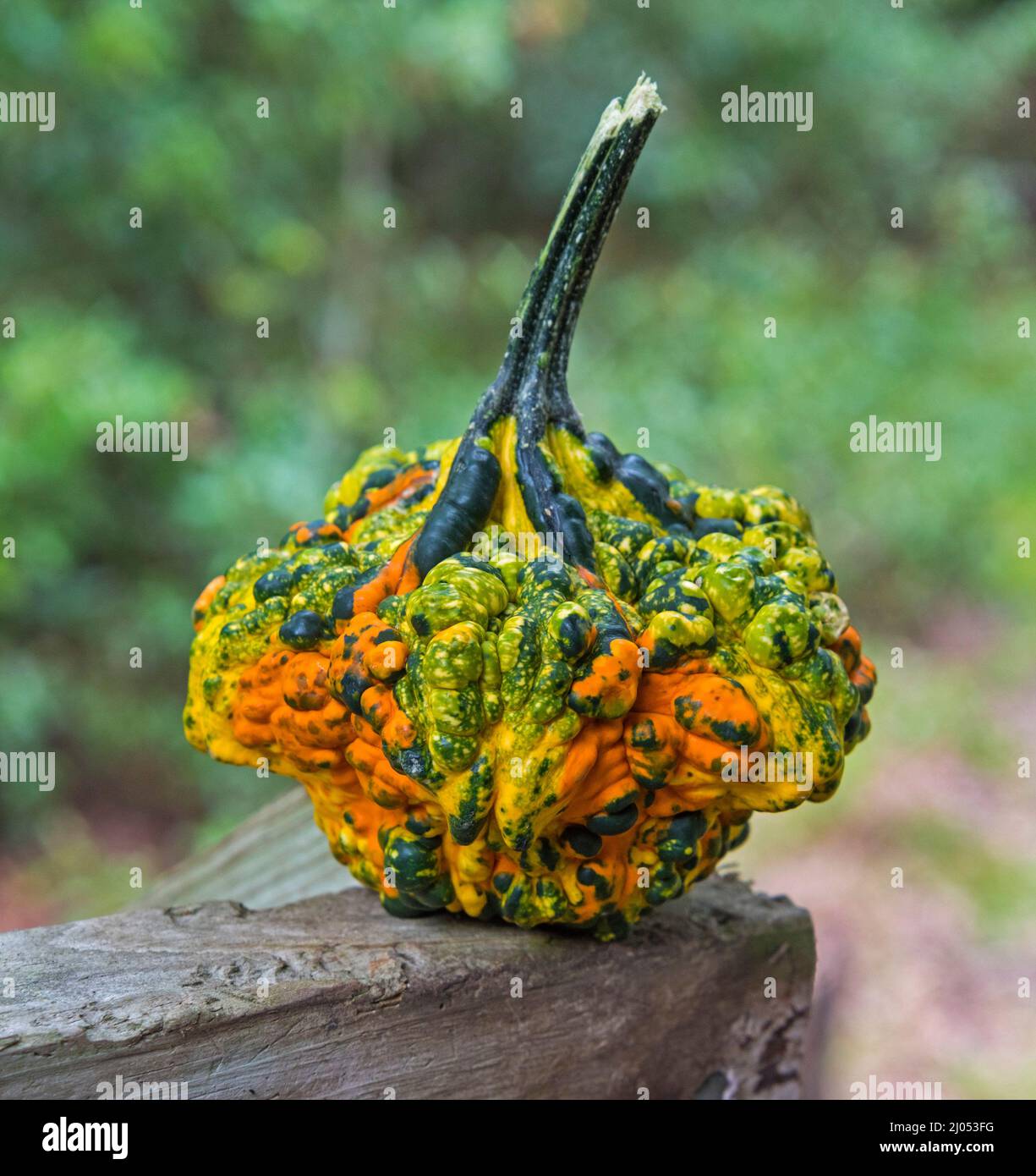 Ornamental and decorative gourds are unusually and beautifully formed members of the gourd family, produced.during the fall and autumn growing season. Stock Photo