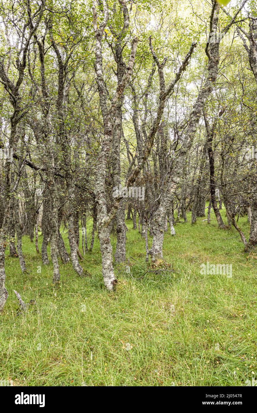 Birch woodland near the Queens View Viewpoint at Delnabo near Tomintoul, Moray, Scotland UK. Stock Photo