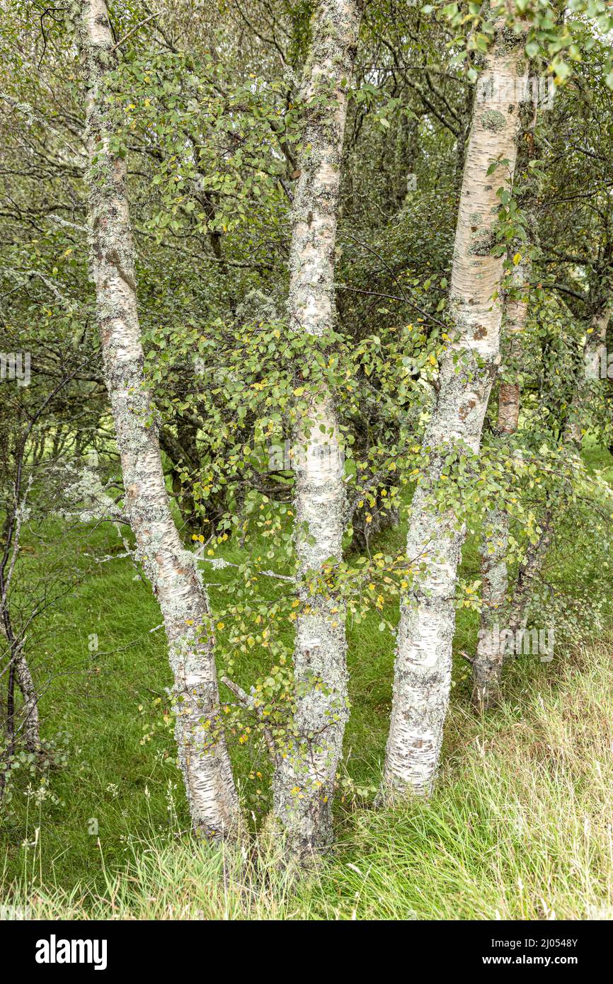 Silver Birch woodland near the Queens View Viewpoint at Delnabo near Tomintoul, Moray, Scotland UK. Stock Photo