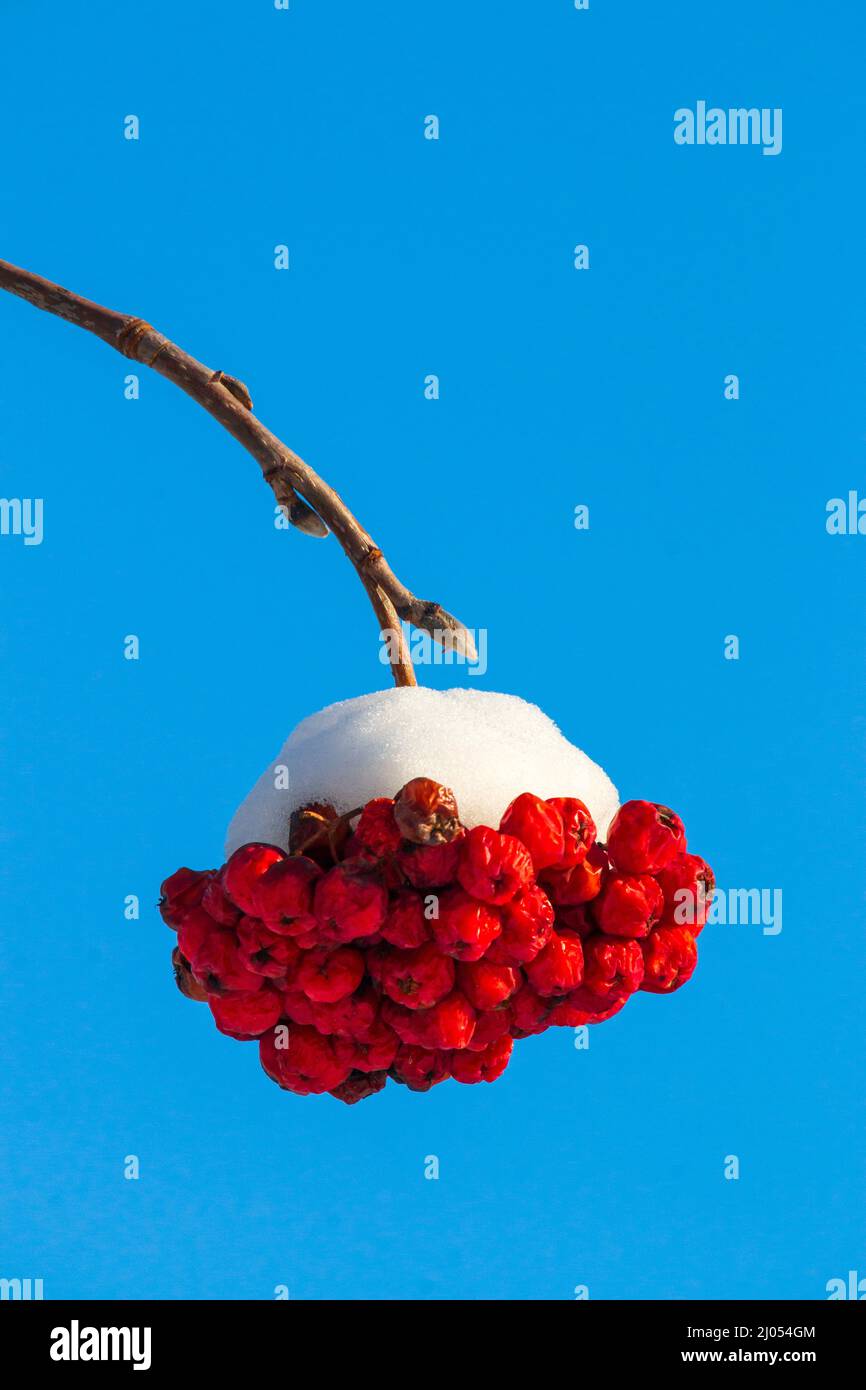Fresh snow on a cluster of European Mountain Ash berries in Pennsylvania's Pocono Mountains