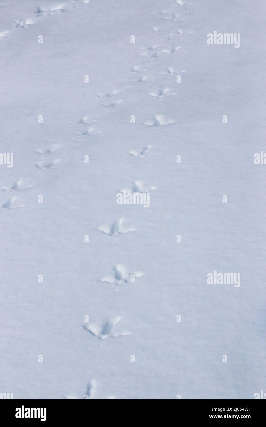 Wild Turkey Tracks in Snow crossing a meadow in Pennsylvania's Pocono Mountains Stock Photo