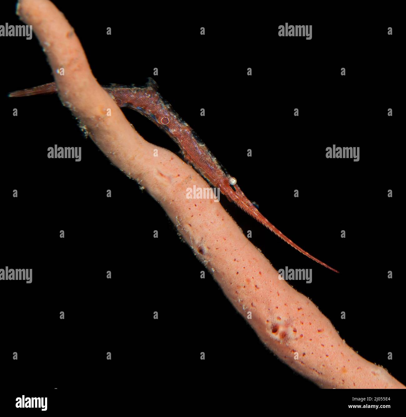 Saw-blade shrimp (Tozeuma armatum) on the Critter Hunt divesite, Lembeh Straits, North Sulawesi, Indonesia Stock Photo