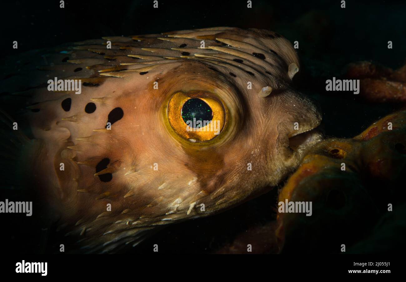 Spiny Balloonfish (Diodon holocanthus) prowls the reef off the Dutch ...