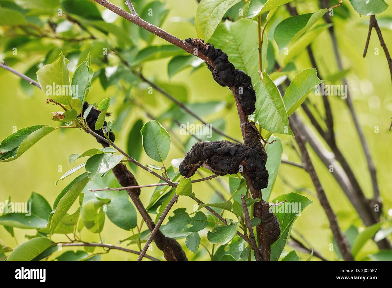 Black knot disease on a tree limb with green leaves Stock Photo Alamy