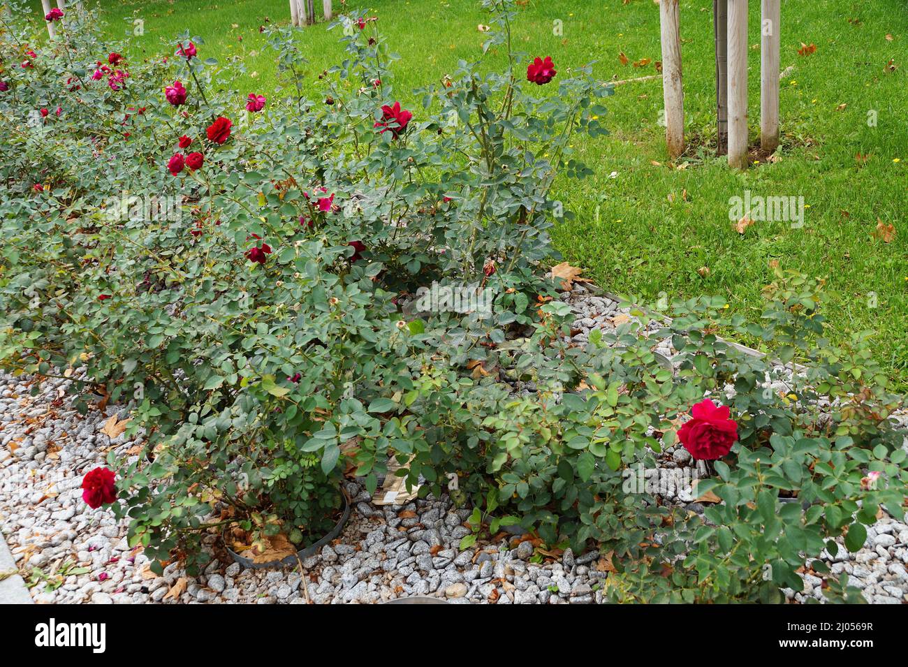 hedge of red rose bushes in the park Stock Photo Alamy