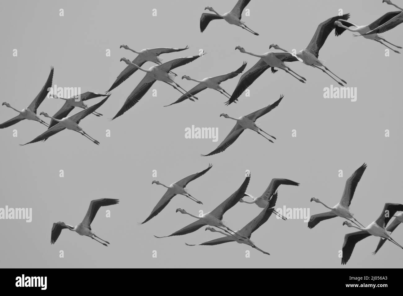 Black and white bird in blue water Black and White Stock Photos & Images - Page 3 - Alamy Black and white bird in blue water Black and White Stock Photos & Images - Page 3 - Alamy