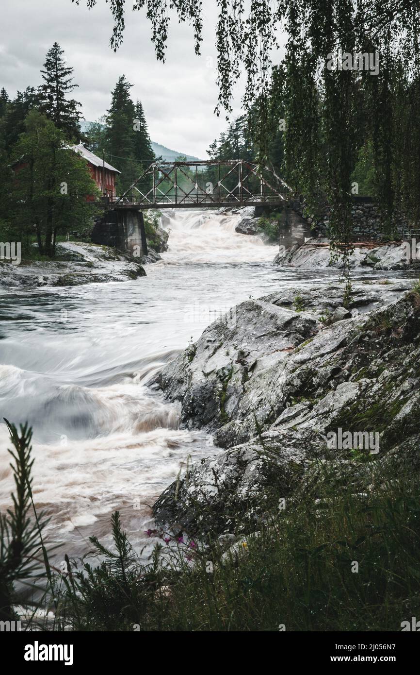 River flowing in a green forest Stock Photo - Alamy