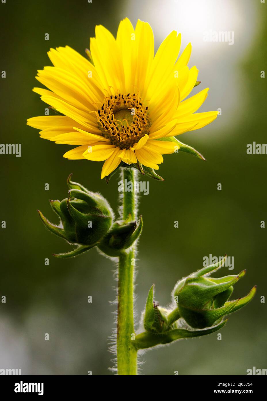 Compass plant bloom with two additional buds. Stock Photo