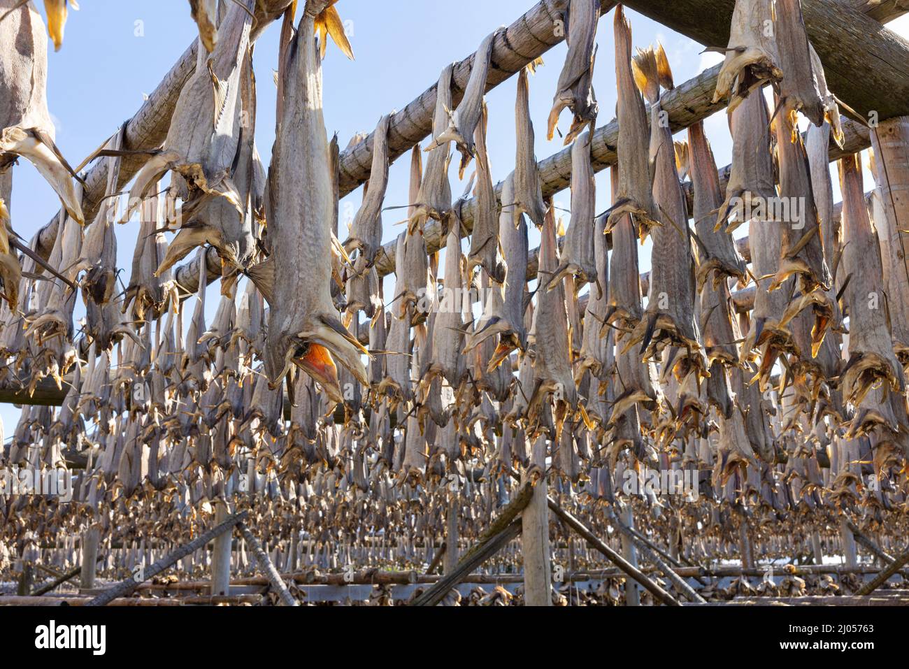 Cod fish drying on traditional wooden racks in the sun in Lofoten