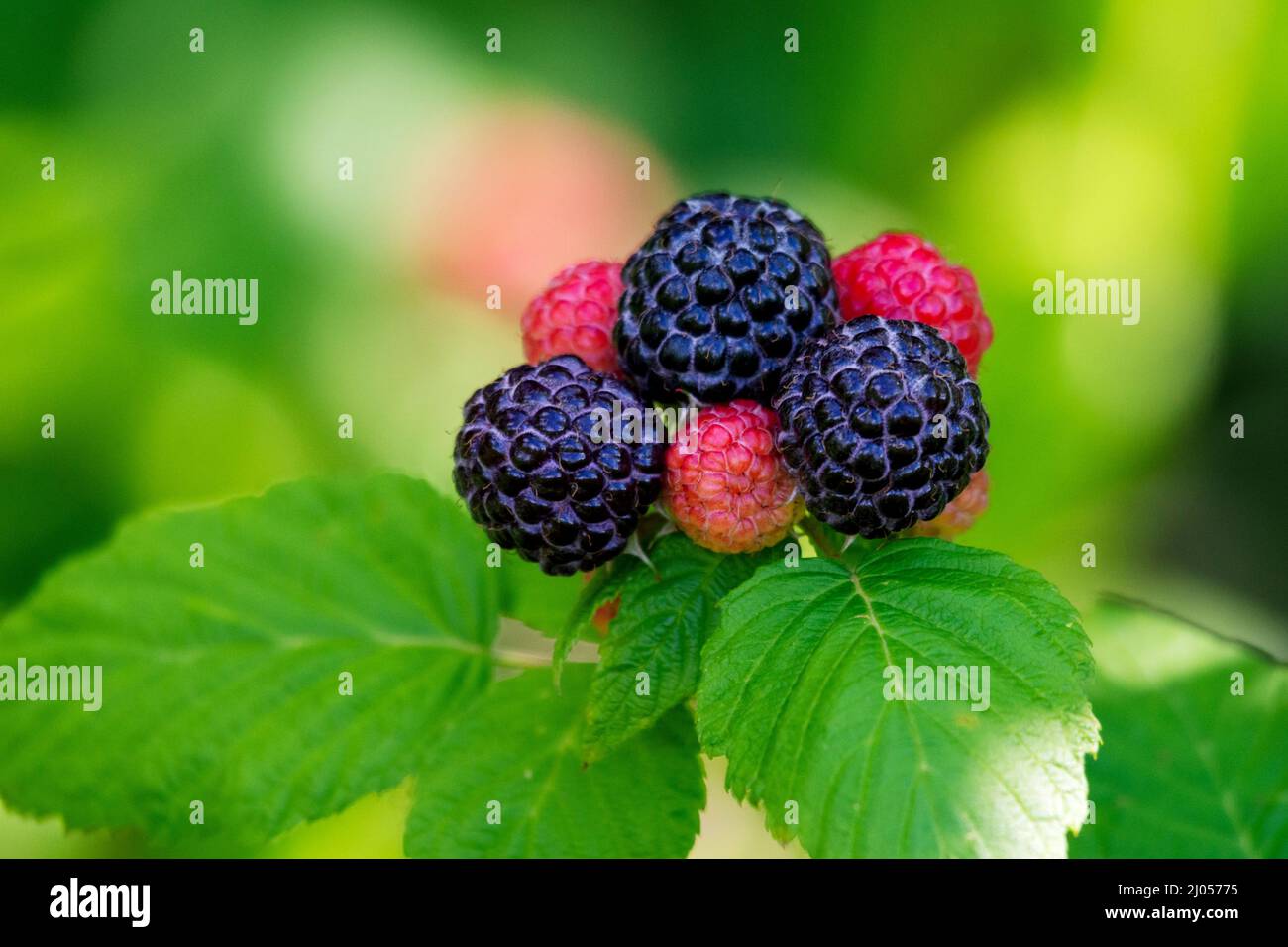 Wild black raspberries ripening Stock Photo Alamy