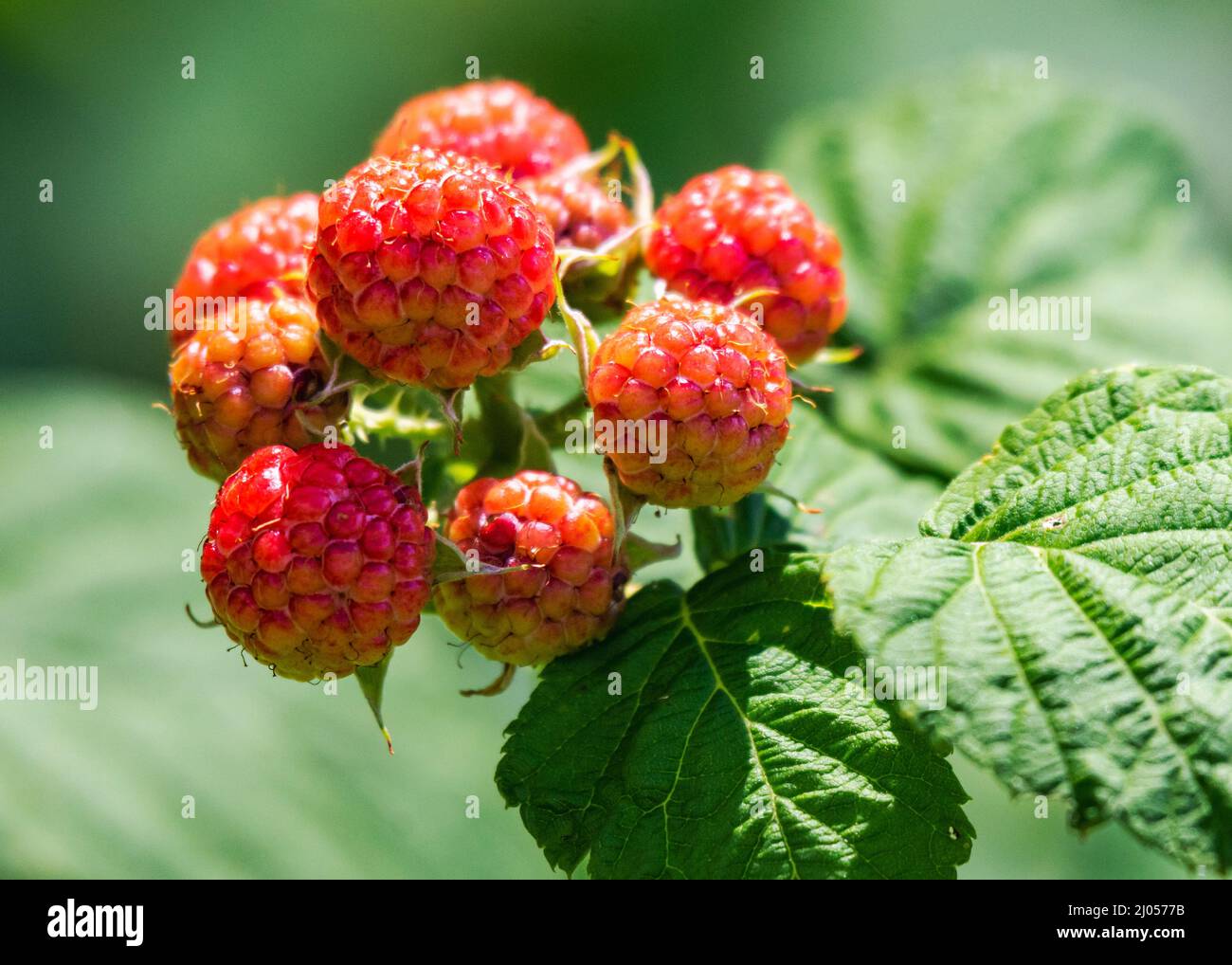 Fully ripened hi-res stock photography and images - Alamy